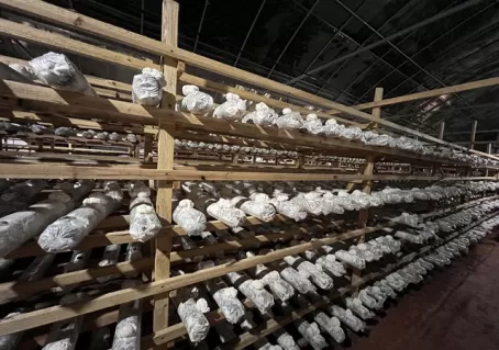 Organic Lion's Mane Mushroom