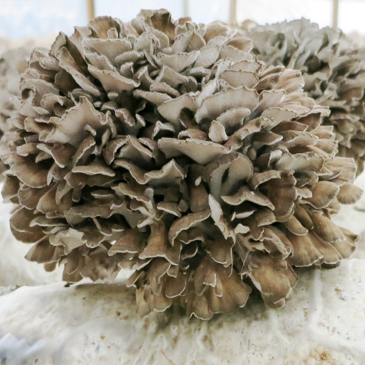 Maitake Mushroom Extract Powder.jpg