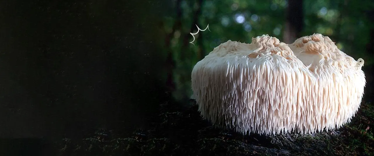 Hericium Erinaceus Lion´s
