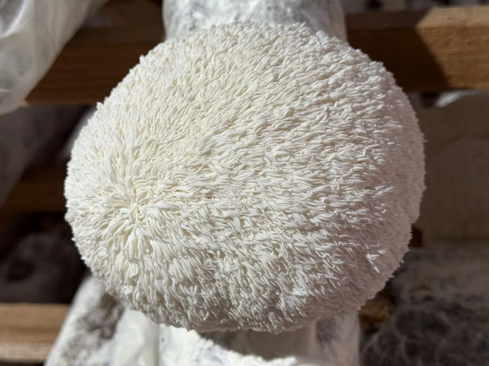 Lion's Mane Powder
