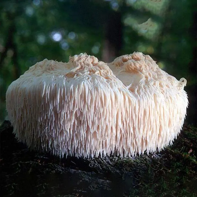 Lion's Mane Mushroom Powder
