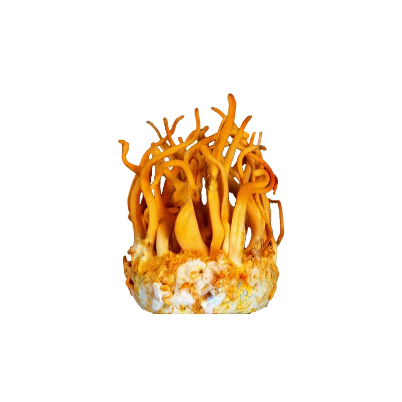 Orange Cordyceps militaris fruiting structures