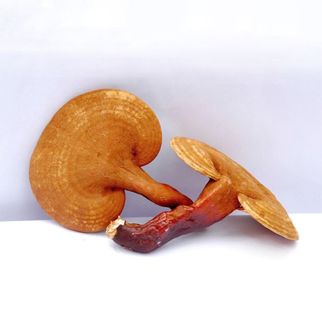 Where can I buy organic turkey tail mushroom products?