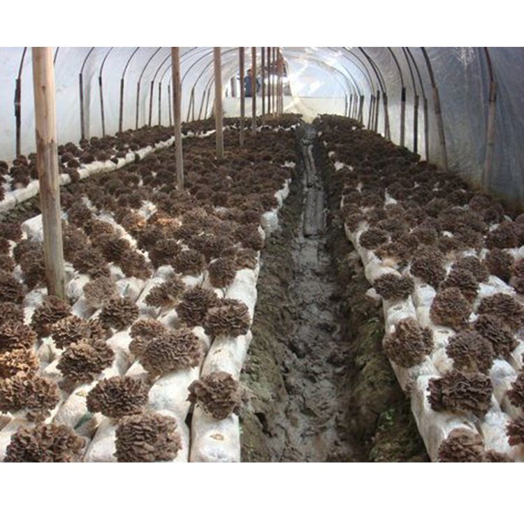 Maitake Mushroom Powder