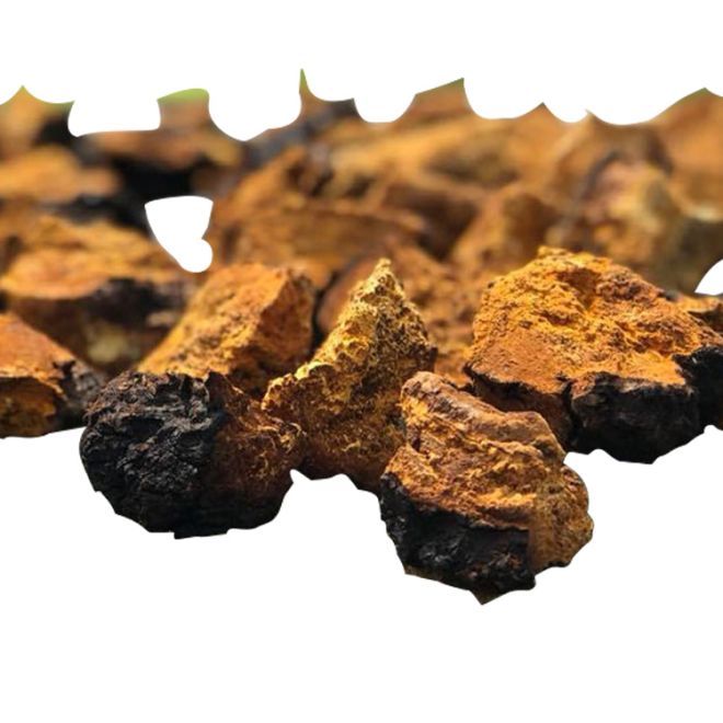 Where can I buy chaga herb?